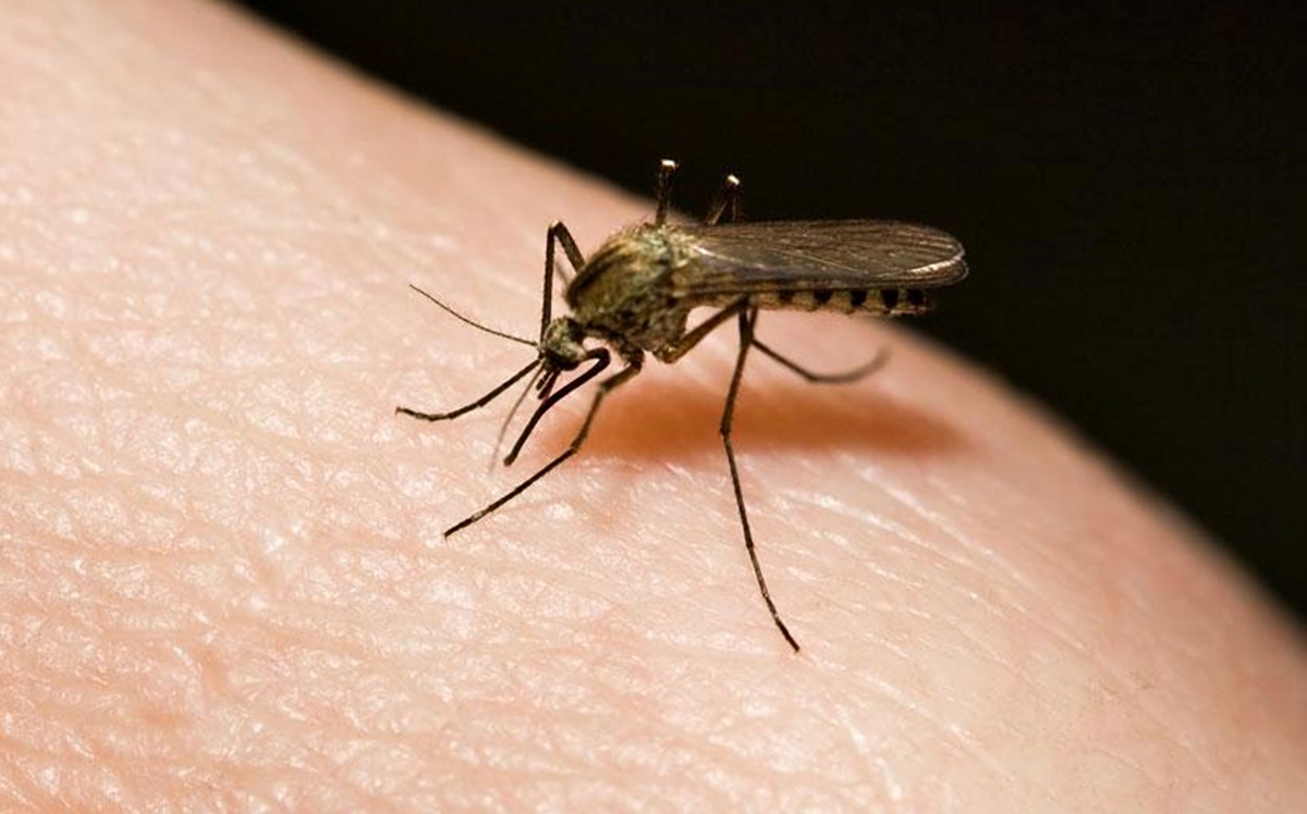 Suzbijanje odraslih oblika komaraca